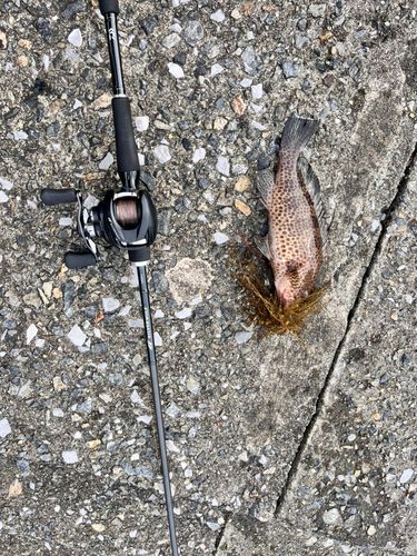 オオモンハタの釣果