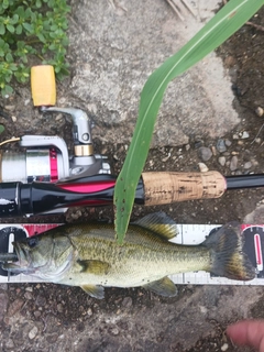 ラージマウスバスの釣果