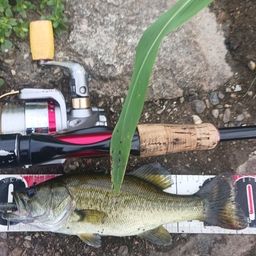 ラージマウスバス