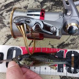 ラージマウスバス