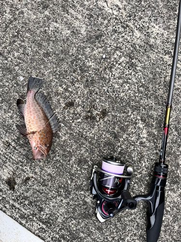 オオモンハタの釣果