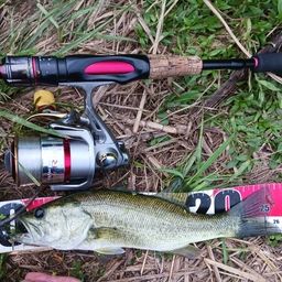 ラージマウスバス