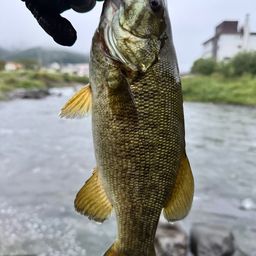 スモールマウスバス