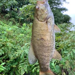 スモールマウスバス