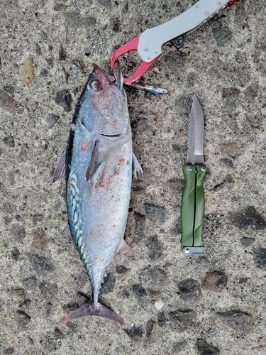 スマガツオの釣果