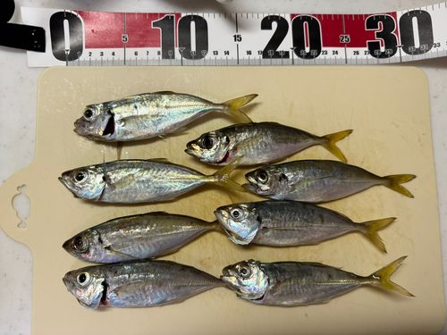 マアジの釣果