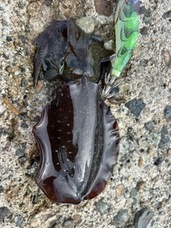 アオリイカの釣果