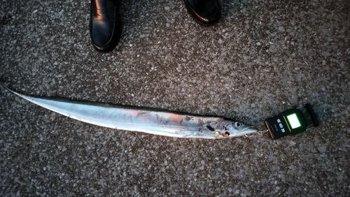 タチウオの釣果