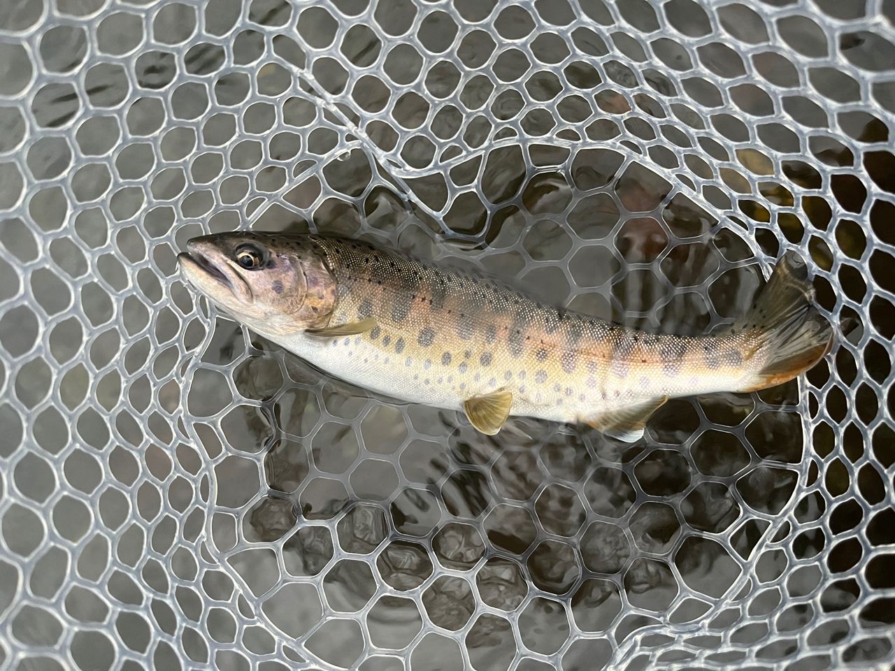 DAIWA 24シルバークリーク トラッド 53ULの最安値・インプレ