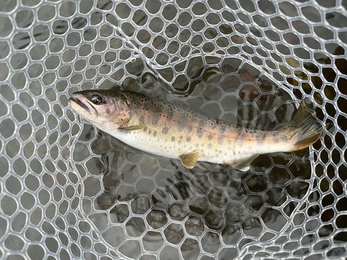 ヤマメの釣果