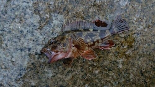カサゴの釣果