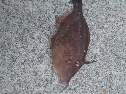 ウマヅラハギの釣果