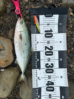 ヤズの釣果
