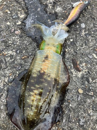 アオリイカの釣果