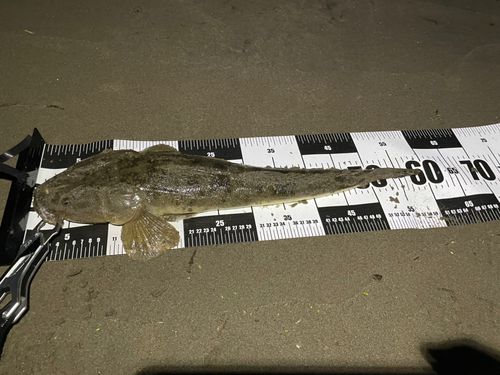 マゴチの釣果