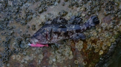 タケノコメバルの釣果