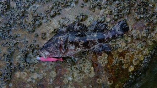 タケノコメバルの釣果