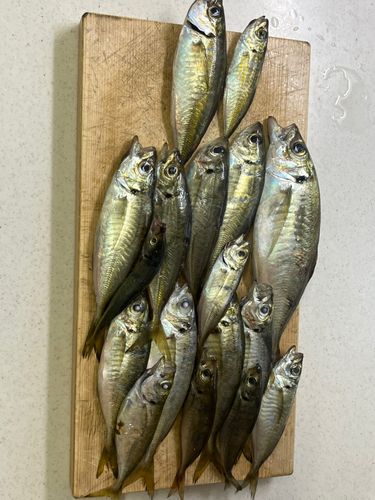 大津漁港