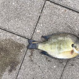 ブルーギル