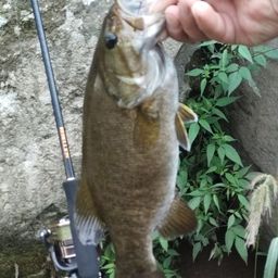 スモールマウスバス