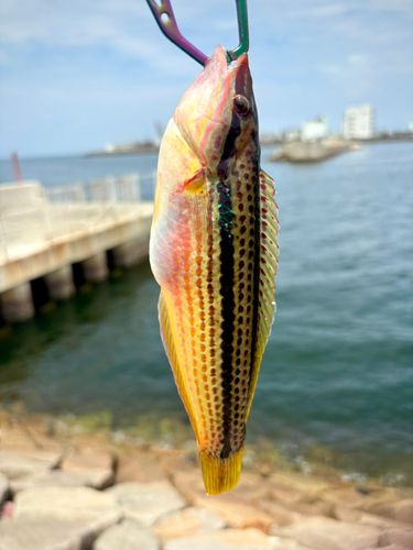泉佐野漁港