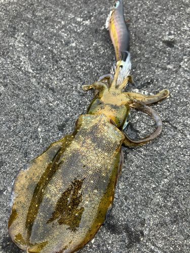 アオリイカの釣果