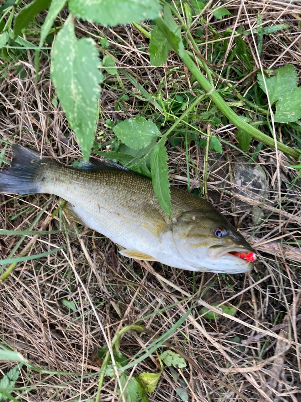 スモールマウスバス