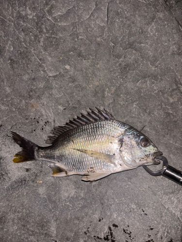 キビレの釣果