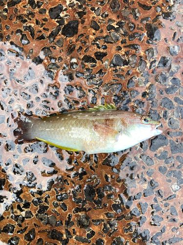 ベラの釣果