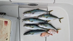 ハマチの釣果