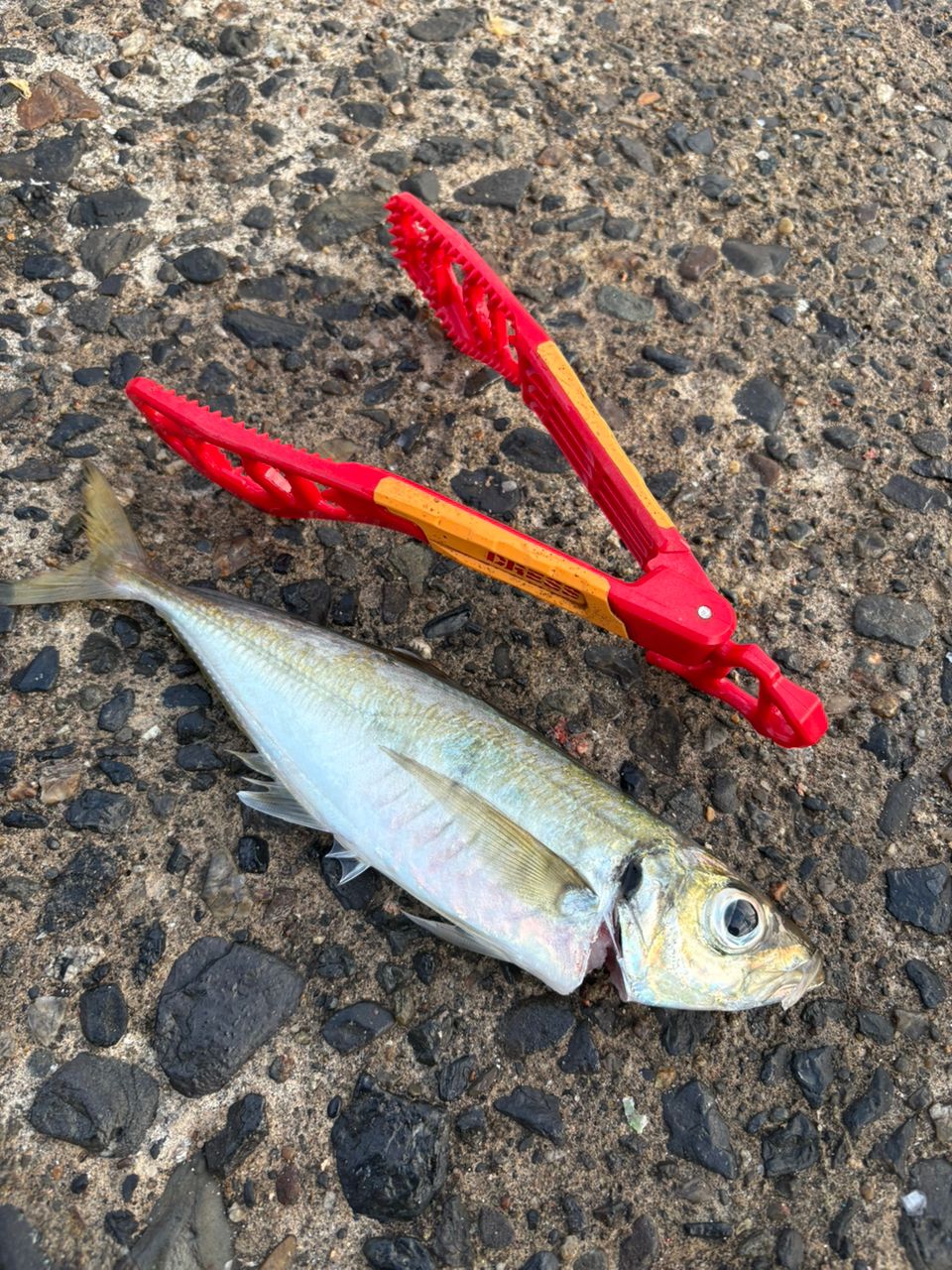 マアジ