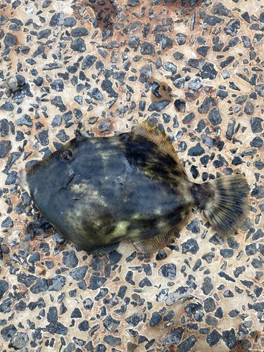 カワハギの釣果