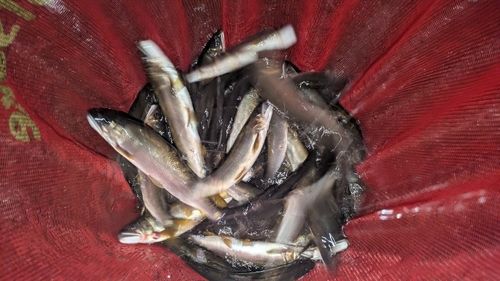 アユの釣果