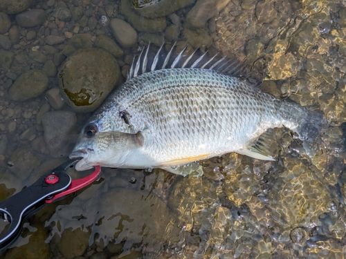 キビレの釣果