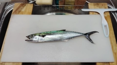 サゴシの釣果