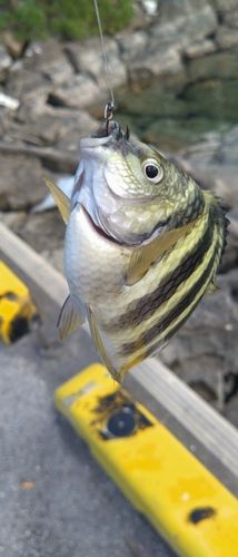 オヤビッチャの釣果