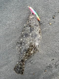 ソゲの釣果