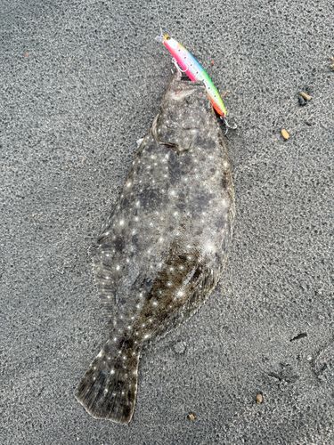 ソゲの釣果
