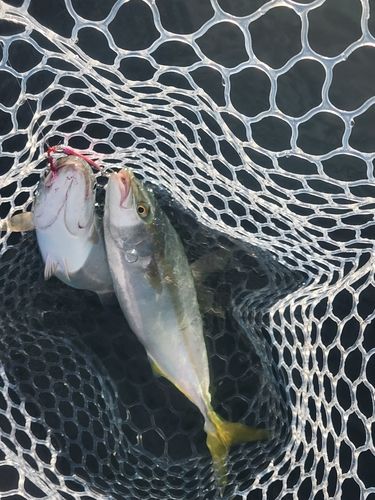 ワカシの釣果