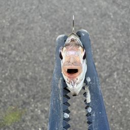 ヒイラギ