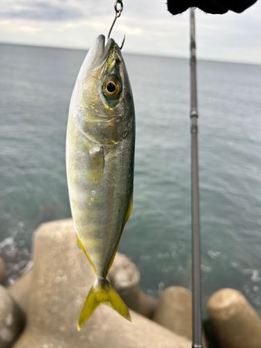 ワカシの釣果