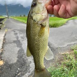 ブラックバス
