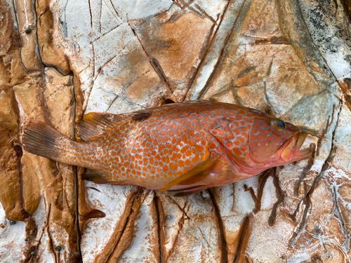 キジハタの釣果