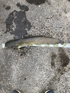 ナマズの釣果