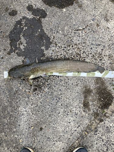 ナマズの釣果