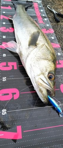 阿武隈川河口