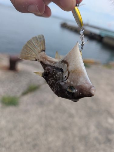 キタマクラの釣果