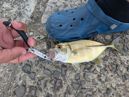 メッキの釣果