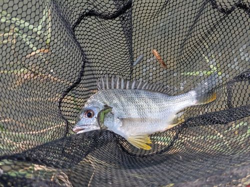 キビレの釣果