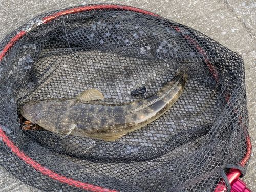 キビレの釣果